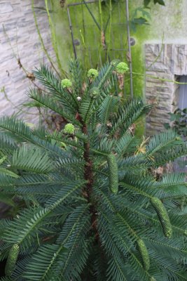 Wollemia nobilis - wolemie vznešená - samčí a samičí šištice
